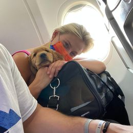 Golden Retriever Puppies from Hunnydew Goldens