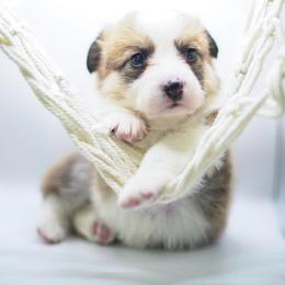 Dori - Fawn female Pembroke Welsh Corgi puppy in Vacaville, California from Hope_4thebay_Corgis