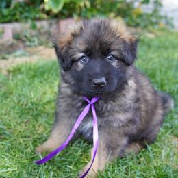 German Shepherd Puppies from Dacherri Dogs