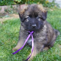 German Shepherd Puppies from Dacherri Dogs