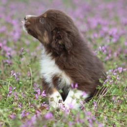 Chococat - Red tri-color female Australian Shepherd puppy in Star City, Arkansas from Blush & Lace Aussie Co.