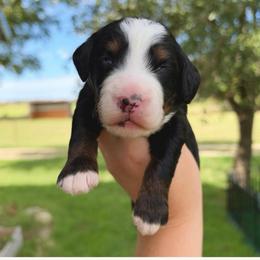 Ezra - Tri-color male Bernedoodle puppy in Comanche, Texas from Central Texas Doodles, LLC.