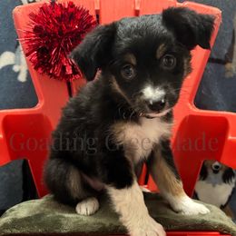 Miniature American Shepherd, Miniature Australian Shepherd, and Toy Australian Shepherd Puppies from Goading Glee Glade