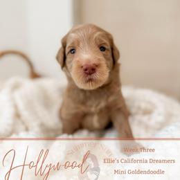 Hollywood - Apricot female Goldendoodle puppy in California City, California from Summer Sun Doodles