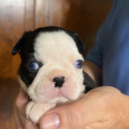 Boston Terrier Puppies from Candi's Boston Terriers