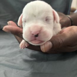 Puppies - White male Boxer puppy in Denison, Texas from Keisha's Boxers