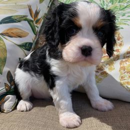 Cavalier King Charles Spaniel Puppies from Abbey Road Cavaliers