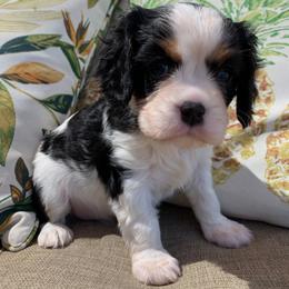 Cavalier King Charles Spaniel Puppies from Abbey Road Cavaliers