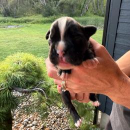 Jagger - Brindle male Boxer puppy in Jamesville, New York from Reynolds Homestead Boxers
