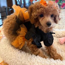 Royal Princess - Apricot female Poodle puppy in Bakersfield, California from Mary Gorgeous Poodles