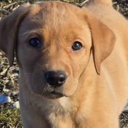 Labrador Retrievers from Full House Ranch
