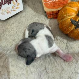 Piebald dapple - Piebald male Dachshund puppy in Pleasant Plains, Arkansas from JGBs Silver Spur Dachshunds