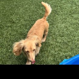 Ava - Cream female Dachshund puppy in Colorado Springs, Colorado, Colorado from Dollhouse Miniature Dachshunds