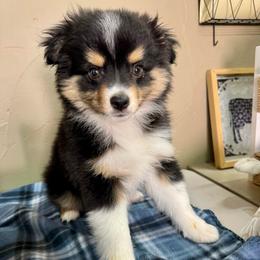 Stocking - Black tri male Toy Australian Shepherd puppy in Tonasket, Washington from V5 Aussies