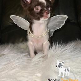 Chihuahua Puppies from Naples Tiny Dogs