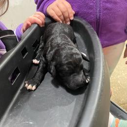 Sparkle - Black female Labradoodle puppy in Craig, Nebraska from Top Knot Companions Poodles and Labradoodles