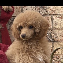 Poodle Puppies from TonKa's Toy & Mini Poodles