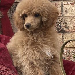 Poodle Puppies from TonKa's Toy & Mini Poodles