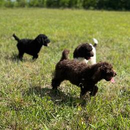 Goldendoodle Puppies from Harrington Doodles