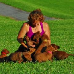 Chesapeake Bay Retriever Puppies from Whiskey Creek Chesapeakes