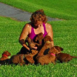 Chesapeake Bay Retriever Puppies from Whiskey Creek Chesapeakes