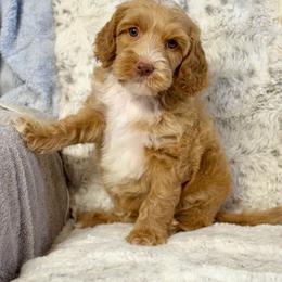 Johnson - Caramel male Australian Labradoodle puppy in Anderson, California from Shaggy Doodles