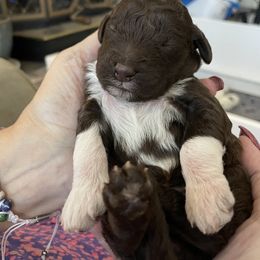 Lagotto Romagnolo Puppies from Agapē Lagotto Romagnolo