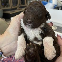 Lagotto Romagnolo Puppies from Agapē Lagotto Romagnolo