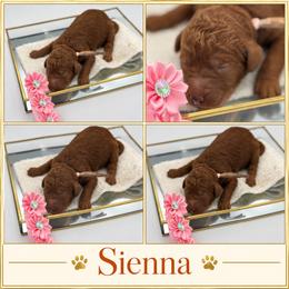 Sienna - Red  female Poodle puppy in Mount Vernon, Illinois from AMC Poodles