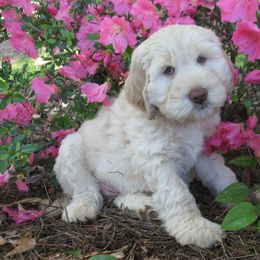 Australian Labradoodles from Southern Charm Labradoodles