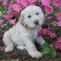 Australian Labradoodles from Southern Charm Labradoodles