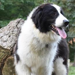 Tornjaks from Bear Cub Kennels