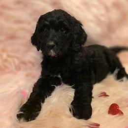 Noel - Black and white female Bernedoodle puppy in Eatonville, Washington from Mt. Rainier Doodle Dogs