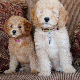 Goldendoodle Puppies from Regal Doodles