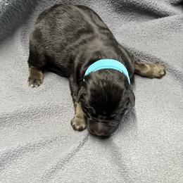 Boy 3-L blue - Black and tan male German Shepherd puppy in Sharon Grove, Kentucky from Julie’s Shepherds