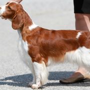 Welsh Springer Spaniels from Renascent Welsh Springer Spaniels