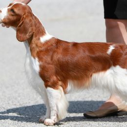 Welsh Springer Spaniels from Renascent Welsh Springer Spaniels
