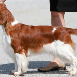 Welsh Springer Spaniels from Renascent Welsh Springer Spaniels