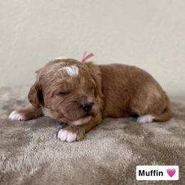 Muffin - Red  female Goldendoodle puppy in Crothersville, Indiana from Wischmeier’s Doodles