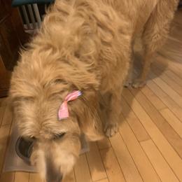 Double Doodle Puppies from Riverside Doodles in Seattle