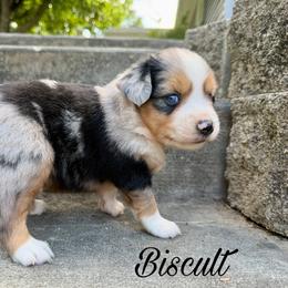 Biscult - Blue merle male Miniature Australian Shepherd puppy in Sandy Hook, Kentucky from RidgeTop Aussies