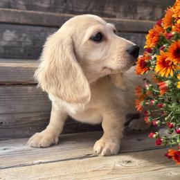 Benjamin - Cream male Dachshund puppy in Muldrow, Oklahoma from Sassy Sausage Dogs