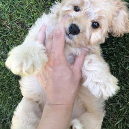 Cavalier King Charles Spaniel and Cavapoo Puppies from VITPOM PUPPIES