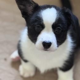Green Collar - Black and white female Cardigan Welsh Corgi puppy in Grants Pass, Oregon from Rockin’ DA Corgis & Critter Transport LLC