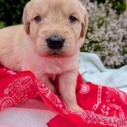 Cash - Dark golden male Golden Retriever puppy in Colville, Washington from Rosehaven Homestead