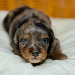 Thunder - Blue merle male Aussiedoodle puppy in Sterling, Colorado from North 40 Doodles