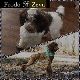 Poodle puppies from Texas Kissed K9s