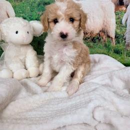 Cloud - Brown and white female Sheepadoodle puppy in Cornelia, Georgia from Yates Family Farm