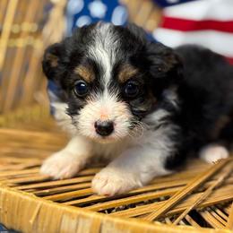 Black Tri color 2 - Black tri-color female Aussiedoodle puppy in Belgreen, Alabama from Scott’s Farm Poodles and Doodles