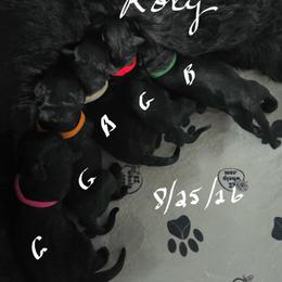 Female 3 - Black female Giant Schnauzer puppy in Salisbury, Maryland from Work of Art Giant Schnauzers